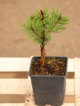 Pinus mugo 'Boží Dar' Borovice kleč 'Boží Dar' Nelen pro zelen sazenice h9x9
