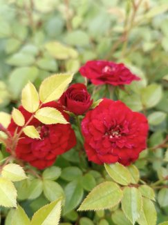 Rosa 'Rote The Fairy' Růže půdopokryvná 'Rote The Fairy' Nelen pro zelen skupina květů Rosa 'Rote The Fairy' Růže půdopokryvná 'Rote The Fairy' Nelen pro zelen skupina květů