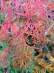 Acer palmatum 'Dissectum' Javor dlanitolistý 'Dissectum' Nelen pro zelen podzimní zabarvení listů
