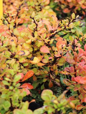 Dřišťál Thunbergův Nelen pro zelen Berberis thunbergii podzimní list