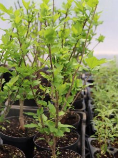 Hibiscus syriacus 'Eleonore´® Ibišek syrský 'Eleonore' ® Nelen pro zelen obrážející rostlina Hibiscus syriacus 'Eleonore´® Ibišek syrský 'Eleonore' ® Nelen pro zelen obrážející rostlina