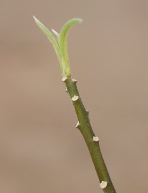 Edgeworthia chrysantha Edgevortie - papírový keř Nelen pro zelen rašící