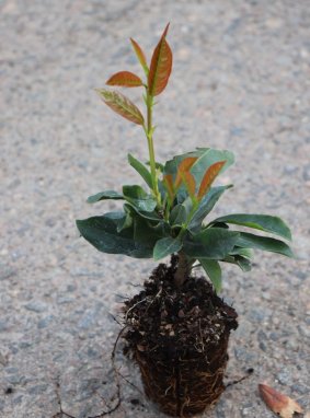 Bobkovišeň lékařská 'Titan' Nelen pro zelen Prunus laurocerasus 'Titan' rostlina