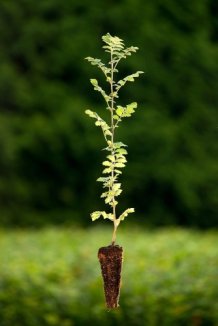 Jeřáb oskeruše Nelen pro zelen Sorbus domestica rostlina