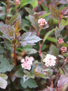 Tavola kalinolistá 'Little Devil' Nelen pro zelen Physocarpus opulifolius 'Little Devil' květ