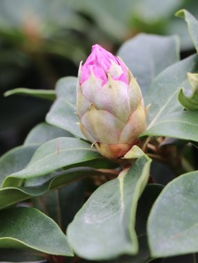 Rhododendron ´Gomer Waterer´ Rododendron 'Gomer Waterer' Nelen pro zelen poupě
