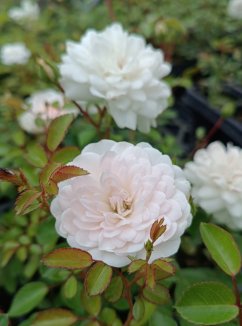 Rosa 'Sea Foam' Růže půdopokryvná 'Sea Foam' Nelen pro zelen skupina květů Rosa 'Sea Foam' Růže půdopokryvná 'Sea Foam' Nelen pro zelen skupina květů