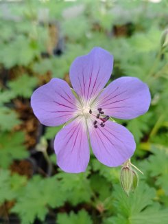 Geranium ´Johnson´s Blue´ Kakost 'Johnson's Blue' Nelen pro zelen květ Geranium ´Johnson´s Blue´ Kakost 'Johnson's Blue' Nelen pro zelen květ