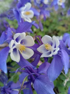 Aquilegia caer. 'Kirigami Deep Blue and White' Orlíček 'Kirigami deep Blue and White' Nelen pro zelen květy Aquilegia caer. 'Kirigami Deep Blue and White' Orlíček 'Kirigami deep Blue and White' Nelen pro zelen květy