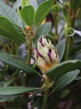 Rhododendron ´Graal Müritz´ Rododendron 'Graal Müritz' Nelen pro zelen poupě