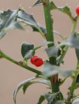 Ilex aquifolium ´Alaska´ Cesmína ostrolistá 'Alaska' Nelen pro zelen bobule