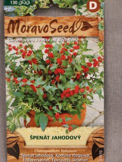Špenát jahodový Nelen pro zelen Špenát jahodový rostlina Špenát jahodový Nelen pro zelen Špenát jahodový rostlina