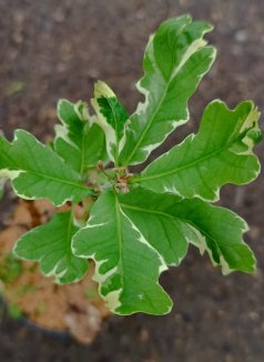 Quercus robur ´Argenteo-marginata´ Dub letní 'Argenteo-marginata' Nelen pro zelen listy Quercus robur ´Argenteo-marginata´ Dub letní 'Argenteo-marginata' Nelen pro zelen listy