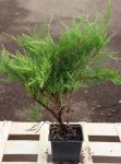 Juniperus x media 'Old Gold' Jalovec prostřední 'Old Gold' Nelen pro zelen h9x9