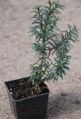 Tis prostřední 'Hicksii'