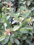 Pyracantha coccinea 'Mohave´ Hlohyně šarlatová 'Mohave' Nelen pro zelen listy