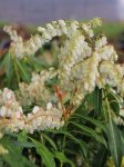 Pieris japonica 'Forest Flame' Pieris japonský 'Forest Flame' Nelen pro zelen květy
