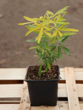 Choisya ternata ´Gold Star Lisstar´® Choisie mexický pomerančovník 'Gold Star Lisstar' ® Nelen pro zelen sazenice h9x9