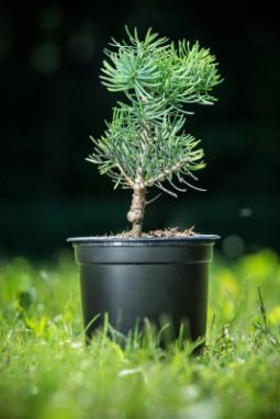 Jedle ojíněná 'Compacta' Nelen pro zelen Abies concolor 'Compacta' rostlina