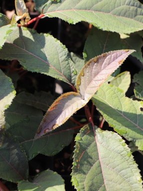 Hydrangea aspera 'Hot Chocolate' Hortenzie drsná 'Hot Chocolate' Nelen pro zelen listy