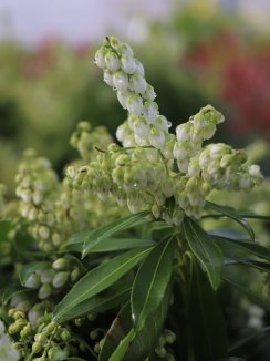 Pieris japonica 'Sarabande' Pieris japonský 'Sarabande' Nelen pro zelen květy Pieris japonica 'Sarabande' Pieris japonský 'Sarabande' Nelen pro zelen květy