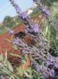 Levandule prostřední Nelen pro zelen Lavandula X intermedia květ