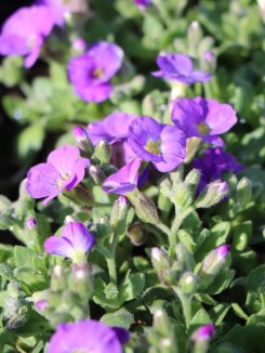 Aubrieta 'Rock on Blue' Tařička 'Rock on Blue' Nelen pro zelen květy Aubrieta 'Rock on Blue' Tařička 'Rock on Blue' Nelen pro zelen květy