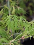 Javor dlanitolistý Nelen pro zelen Acer palmatum list