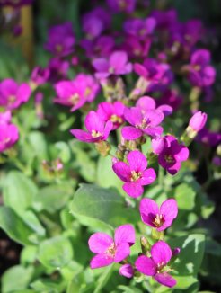 Arabis cauc. 'Little Treasure Deep Rose' Huseník 'Little Treasure Deep Rose' Nelen pro zelen květy Arabis cauc. 'Little Treasure Deep Rose' Huseník 'Little Treasure Deep Rose' Nelen pro zelen květy