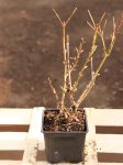 Forsythia intermedia 'Minigold' Zlatice prostřední 'Minigold' Nelen pro zelen h9x9