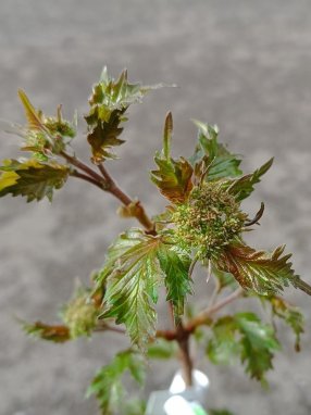 Viburnum sargentii 'Onondaga' Kalina sargentova 'Onondaga' Nelen pro zelen listy
