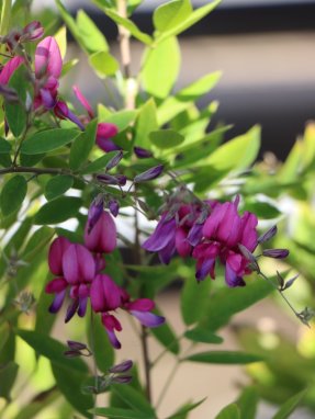 Lespedeza Thunbergii Lespedézie Thunbergova Nelen pro zelen květ