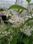 Deutzia gracilis Trojpuk štíhlý Nelen pro zelen květy
