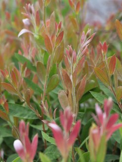 Callistemon viminalis ´Hot Pink´ Štetkovec 'Hot Pink' Nelen pro zelen zabarvení listů