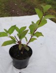 Cornus alba 'Sibirica' Svída bílá 'Sibirica' Nelen pro zelen ko1,5L