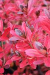 Azalka japonská Nelen pro zelen Azalea japonica podzimní list