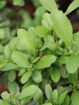 Pyracantha coccinea 'Saphyr® Jaune´ Hlohyně šarlatová 'Saphyr® Jaune' Nelen pro zelen listy a poupata