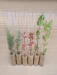 Plastový tubus na rostliny
