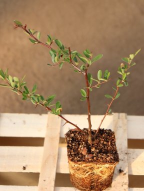 Pyracantha coccinea 'Saphyr® Jaune´ Hlohyně šarlatová 'Saphyr® Jaune' Nelen pro zelen sazenice QP