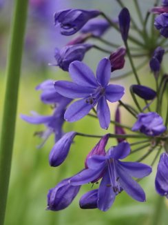 Agapanthus ´Brillanth Blue´ ® Kalokvět 'Brillanth Blue' ® Nelen pro zelen květy v detailu