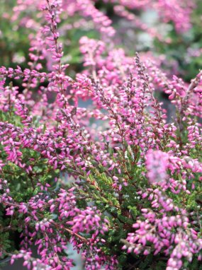 Calluna vulgaris 'Ellie' Vřes obecný 'Ellie' Nelen pro zelen detail