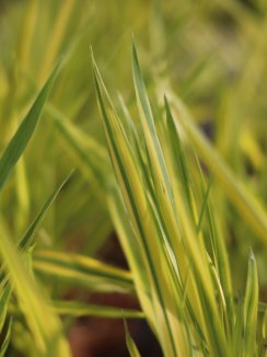 Hakonechlora macra 'Aureola´ Rákosovka velká 'Aureola' Nelen pro zelen detail listů Hakonechlora macra 'Aureola´ Rákosovka velká 'Aureola' Nelen pro zelen detail listů