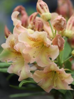 Rhododendron ´Bernstein´ Rododendron 'Bernstein' Nelen pro zelen květ Rhododendron ´Bernstein´ Rododendron 'Bernstein' Nelen pro zelen květ