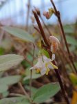 Lonicera fragrantissima Zimolez vonný Nelen pro zelen květ