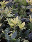 Osmathus heterophyllus ´Goshiki´ Vonokvětka různolistá 'Goshiki' Nelen pro zelen listy