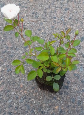 Rosa 'Sea Foam' Růže půdopokryvná 'Sea Foam' Nelen pro zelen sazenice QP