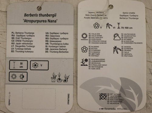 Dřišťál Thunbergův 'Atropurpurea Nana'