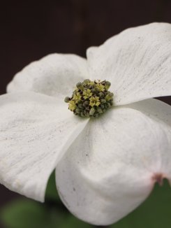Cornus x ormonde Dřín Ormonde Nelen pro zelen květ detail Cornus x ormonde Dřín Ormonde Nelen pro zelen květ detail
