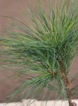 Pinus strobus ´Niagara Falls´ Borovice vejmutovka 'Niagara Falls' Nelen pro zelen detail