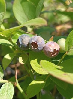 Vaccinium corymbosum 'Bluegold' Kanadská borůvka 'Bluegold' Nelen pro zelen plody